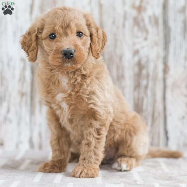Jasmine, Mini Goldendoodle Puppy